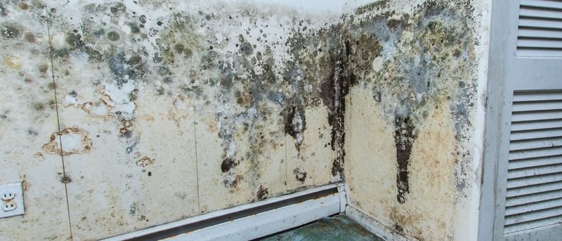 Mold remediation