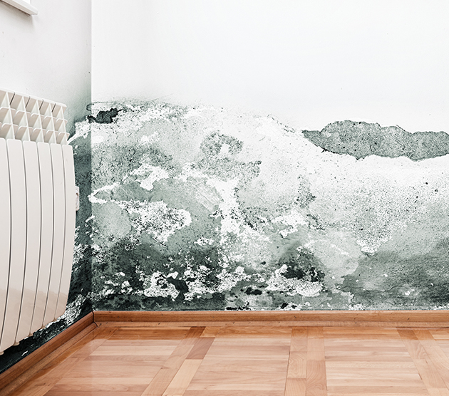 mold damage