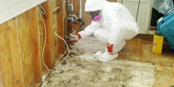 Mold Removal Services