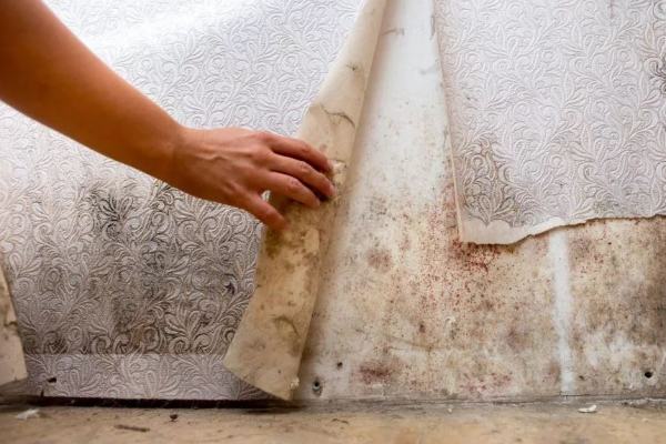 mold remediation company medford