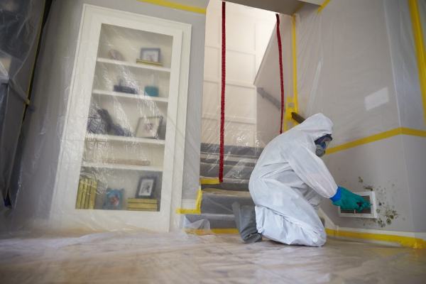 mold removal medford