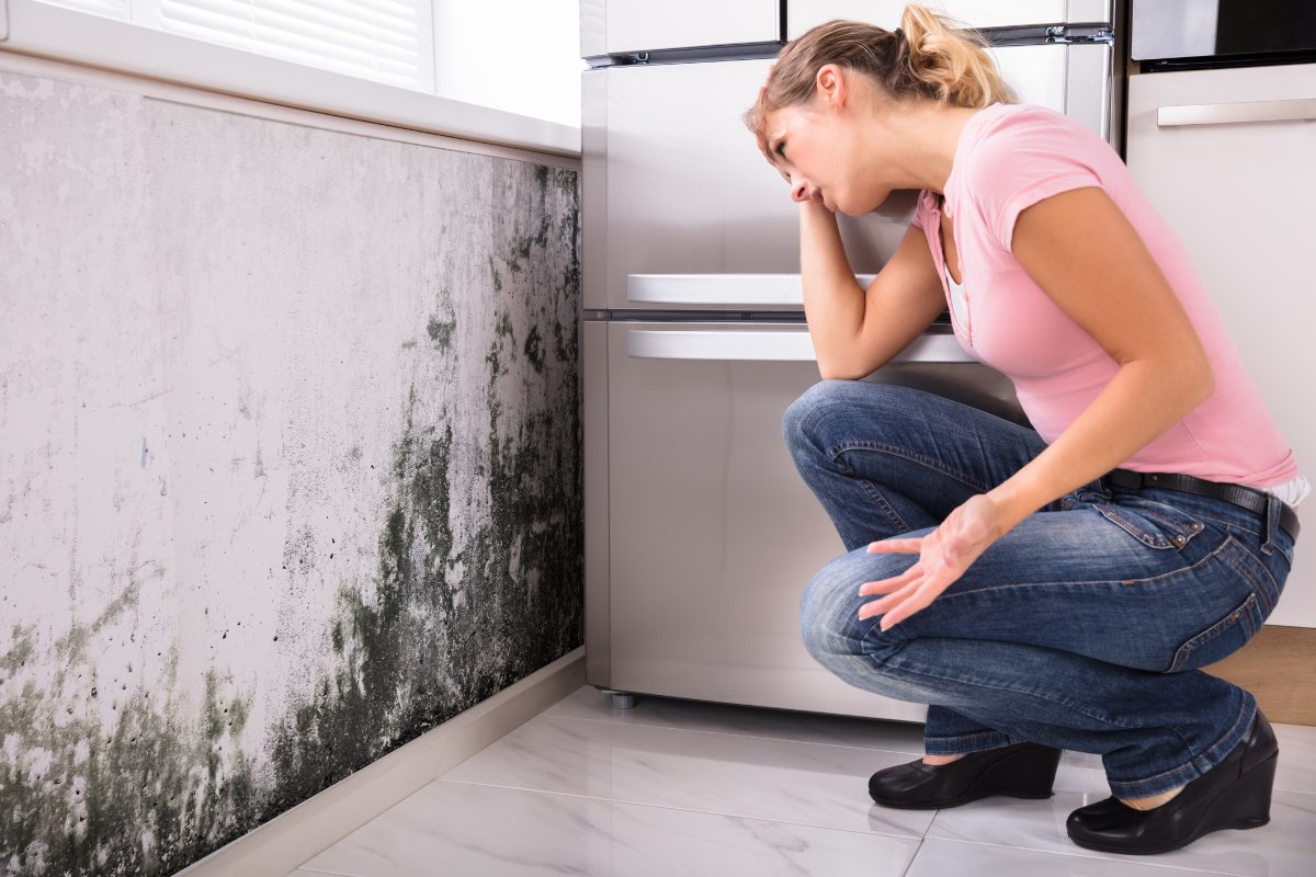 mold removal remediation